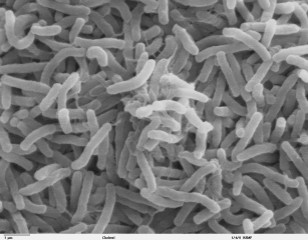 ED487 Mapping a KillerCholera
