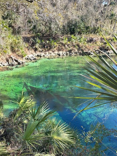 ED488 Warm Springs for Winer Manatees Spring