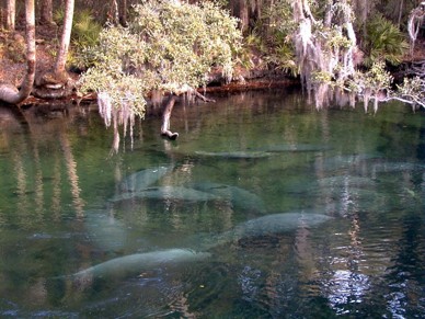 ED488 Warm Springs for Winer Manatees State Park