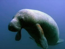 ED488 Warm Springs for Winer Manatees Notes