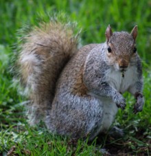 ED494 Where Did I Put That Acorn