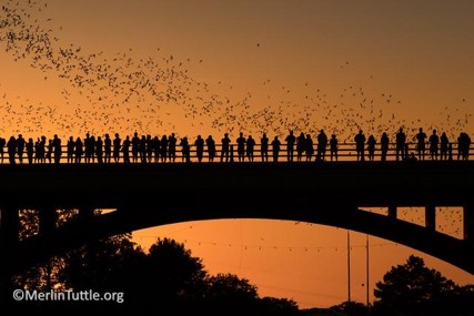 ED496 Urban Bats