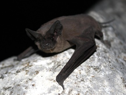 ED496 Urban Bats 3