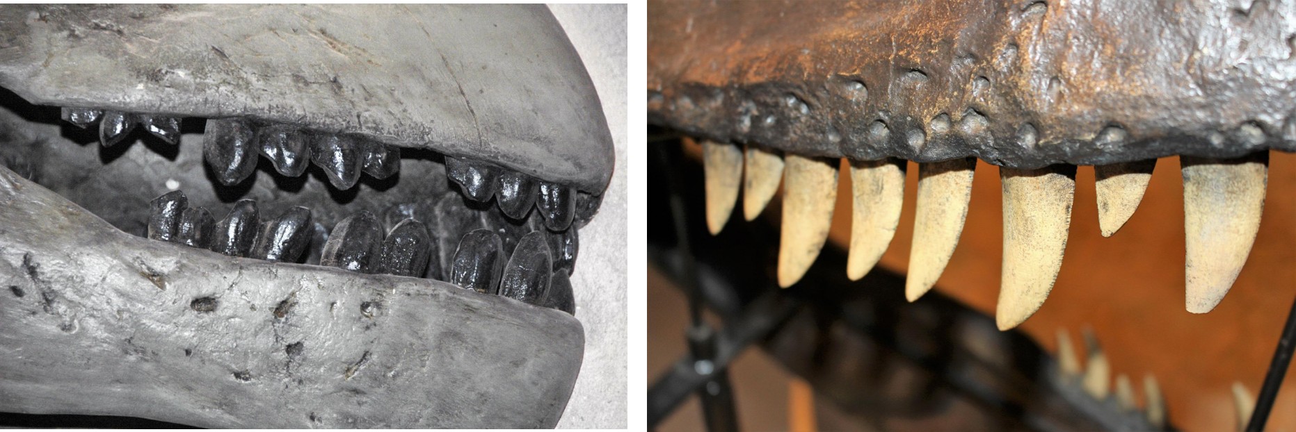 ED498 What Did Dinosaurs Eat
