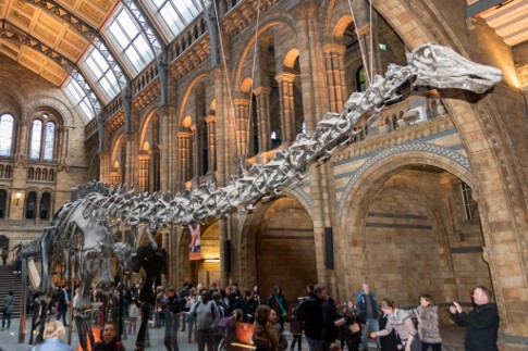 ED498 What Did Dinosaurs Eat 4