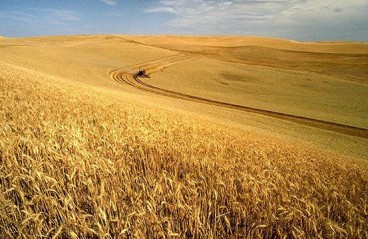 ED500 The Crops That Feed The World 3
