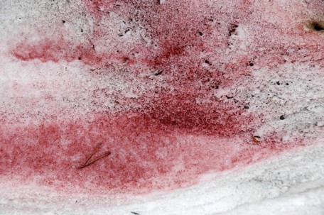 ED504 Colorful Snow 2