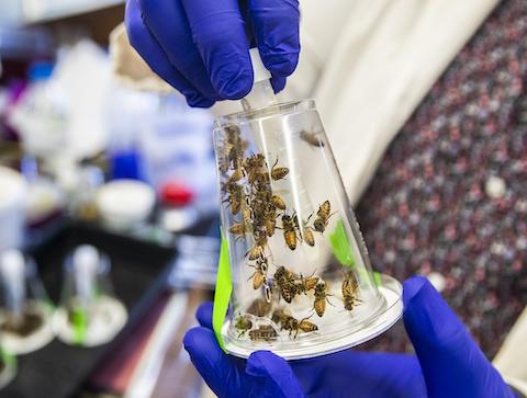 Bees receiving sugar solution