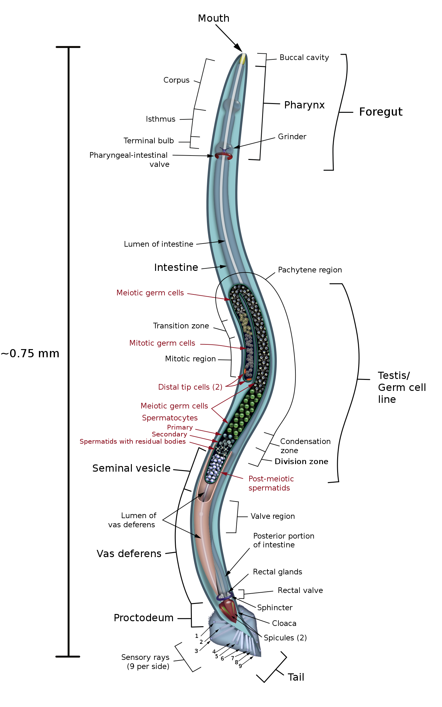 Anatomical drawing of a male nematode