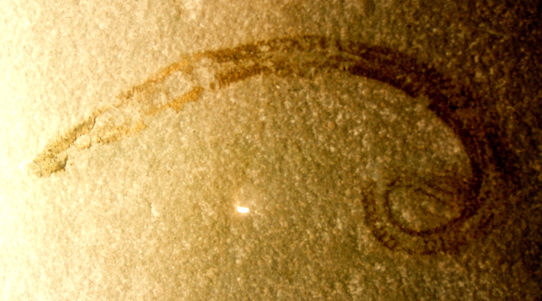 Italian fossil