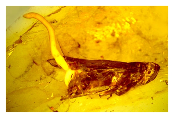A preserved parasitic nematode