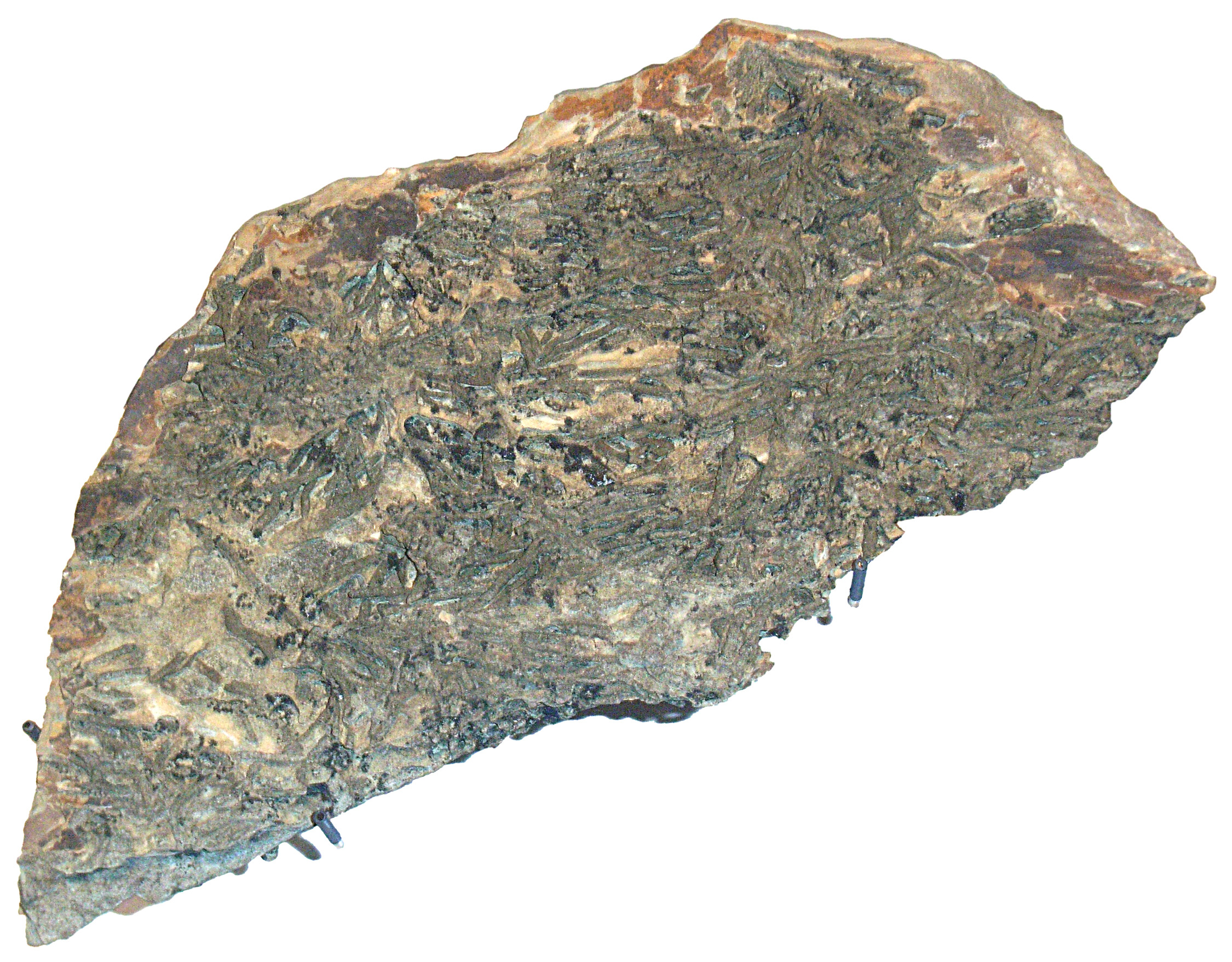 Middle Silurian chondrites