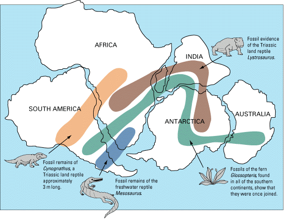 The locations of certain fossil plants and animals on present-day, widely separated continents