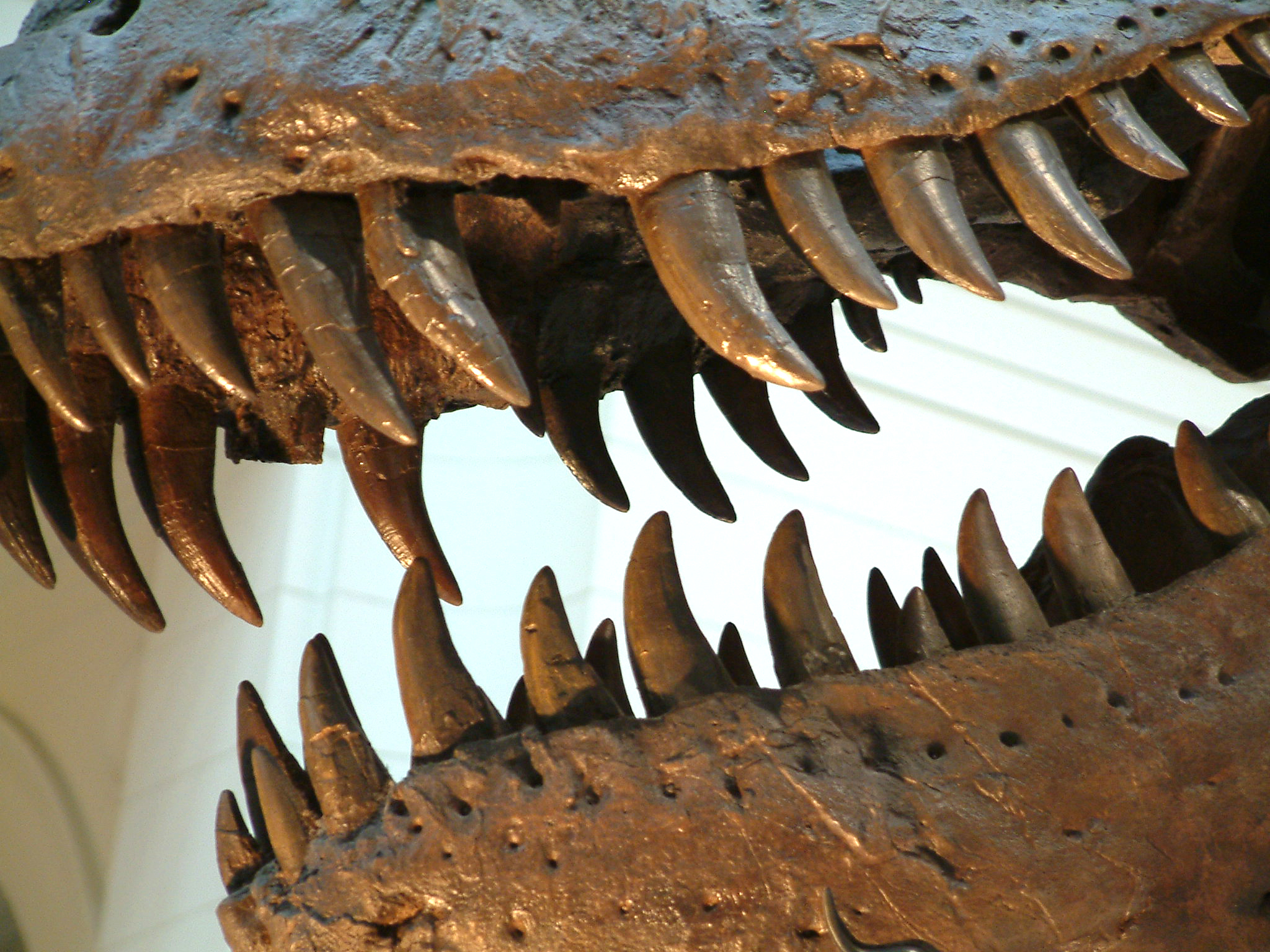 Tyrannosaur skeleton jaws