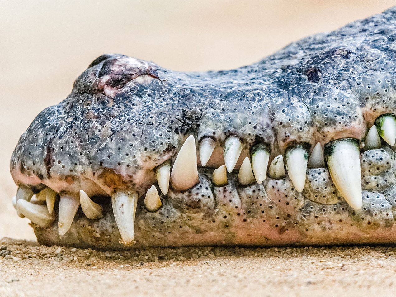 The exposed teeth of a Nile crocodile