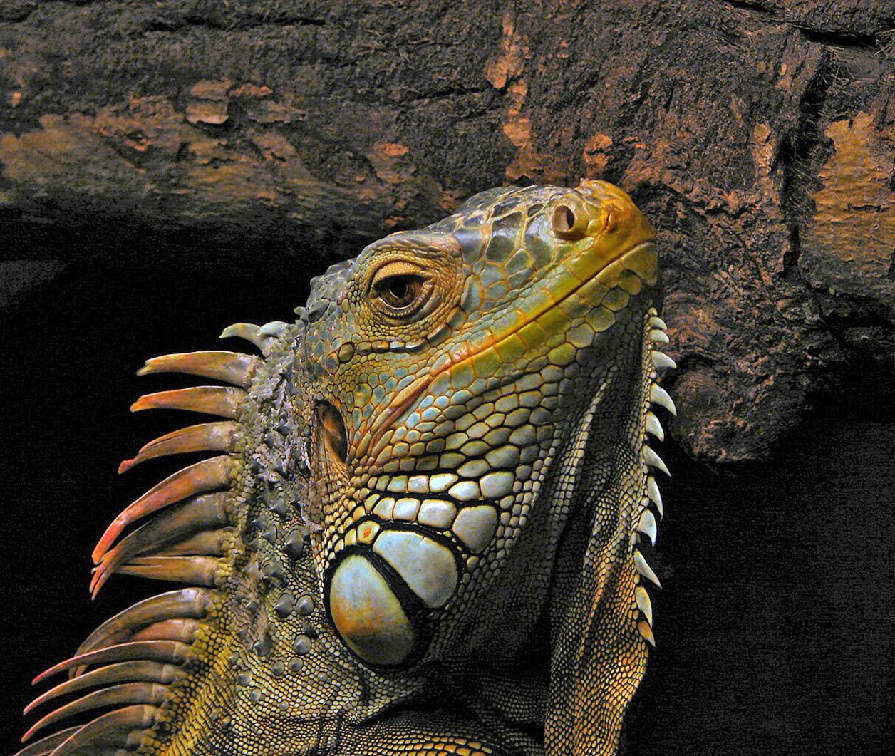 An iguana