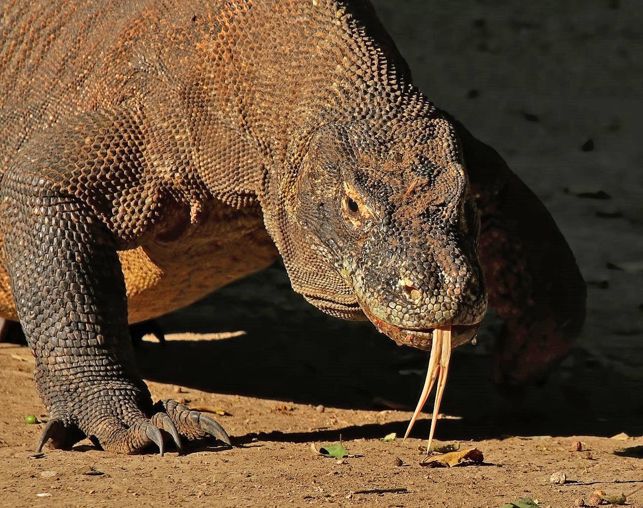 A Komodo dragon