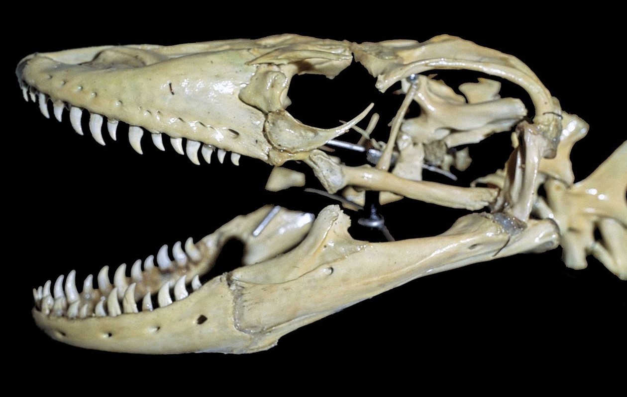 Skull of Komodo dragon