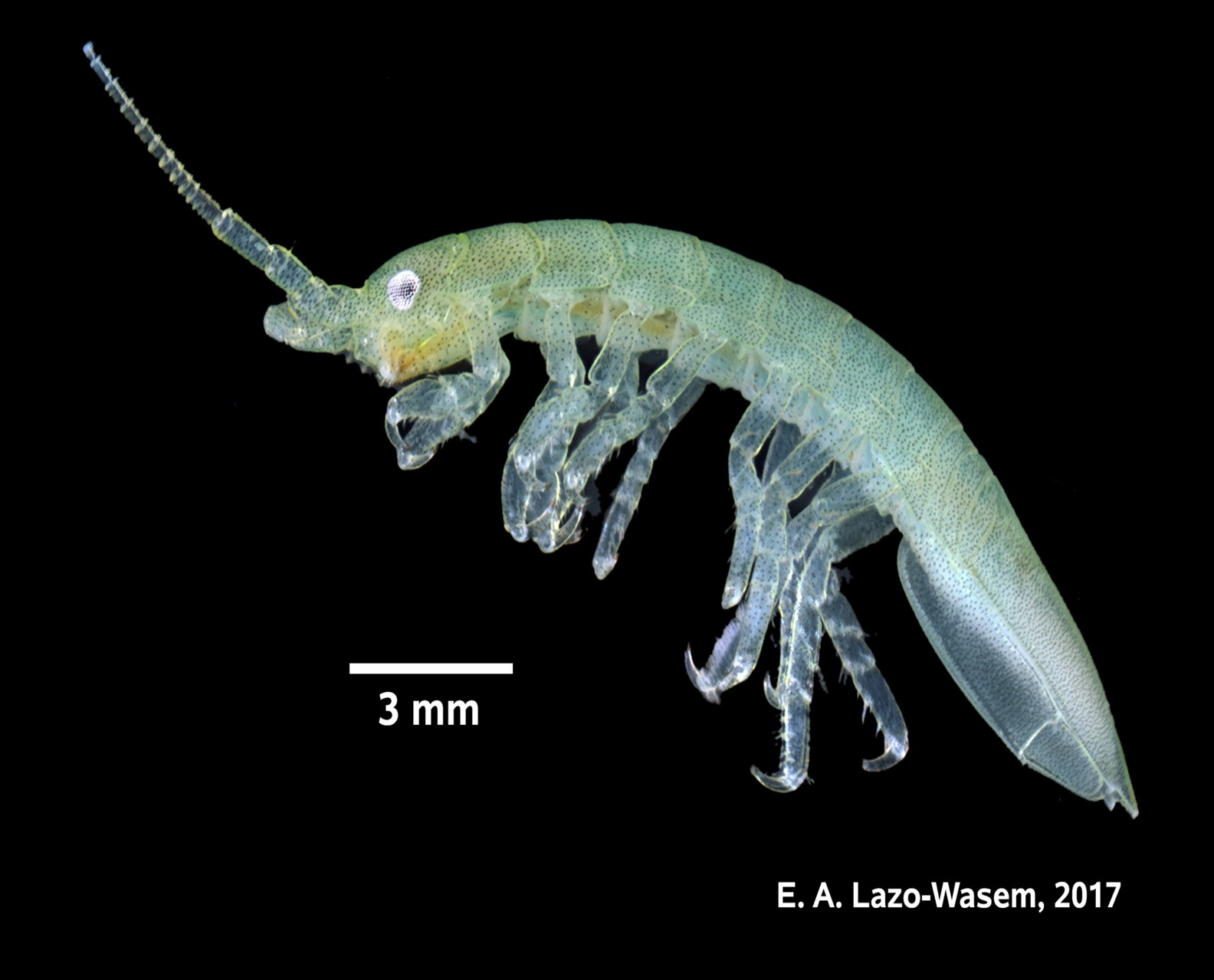 Side view of a tiny marine pollinator