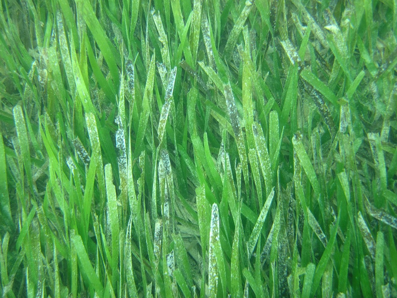 Turtle grass