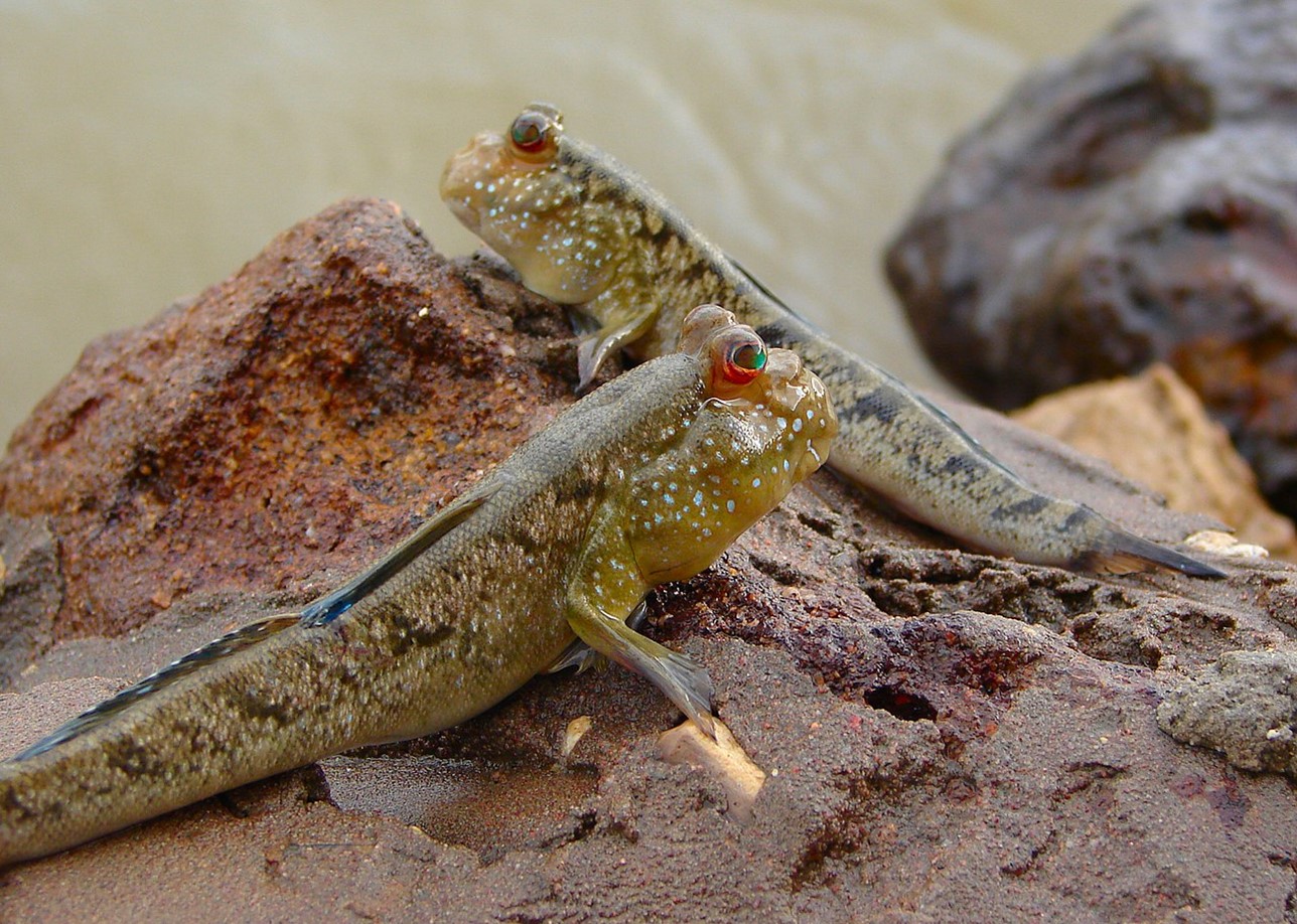 Atlantic mudskippers