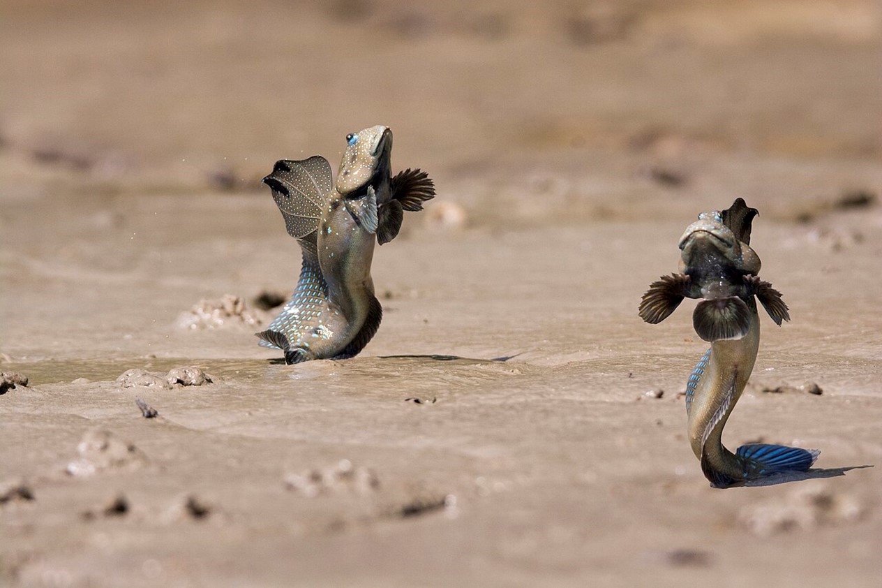 Male mudskippers dance in a mating display