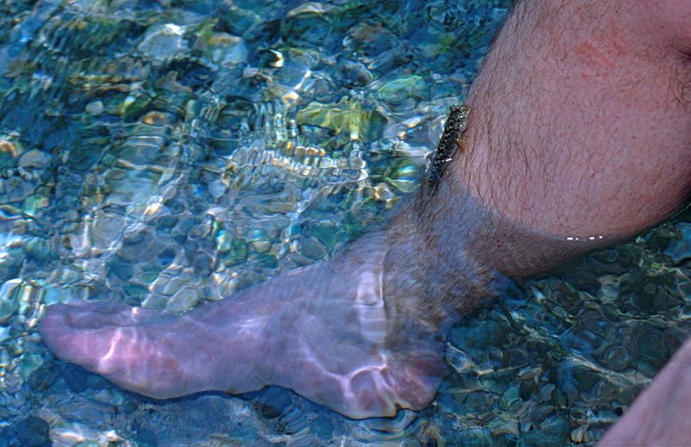 A mudskipper climbs up a man’s leg