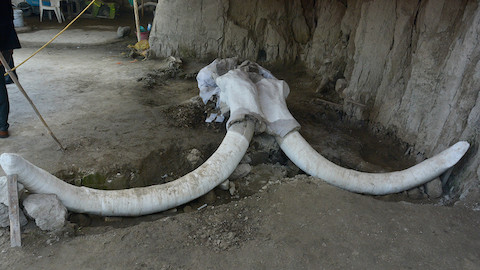 A woolly mammoth skull and tusks.