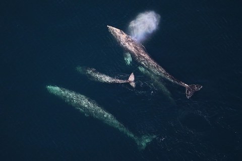Family of gray whales
