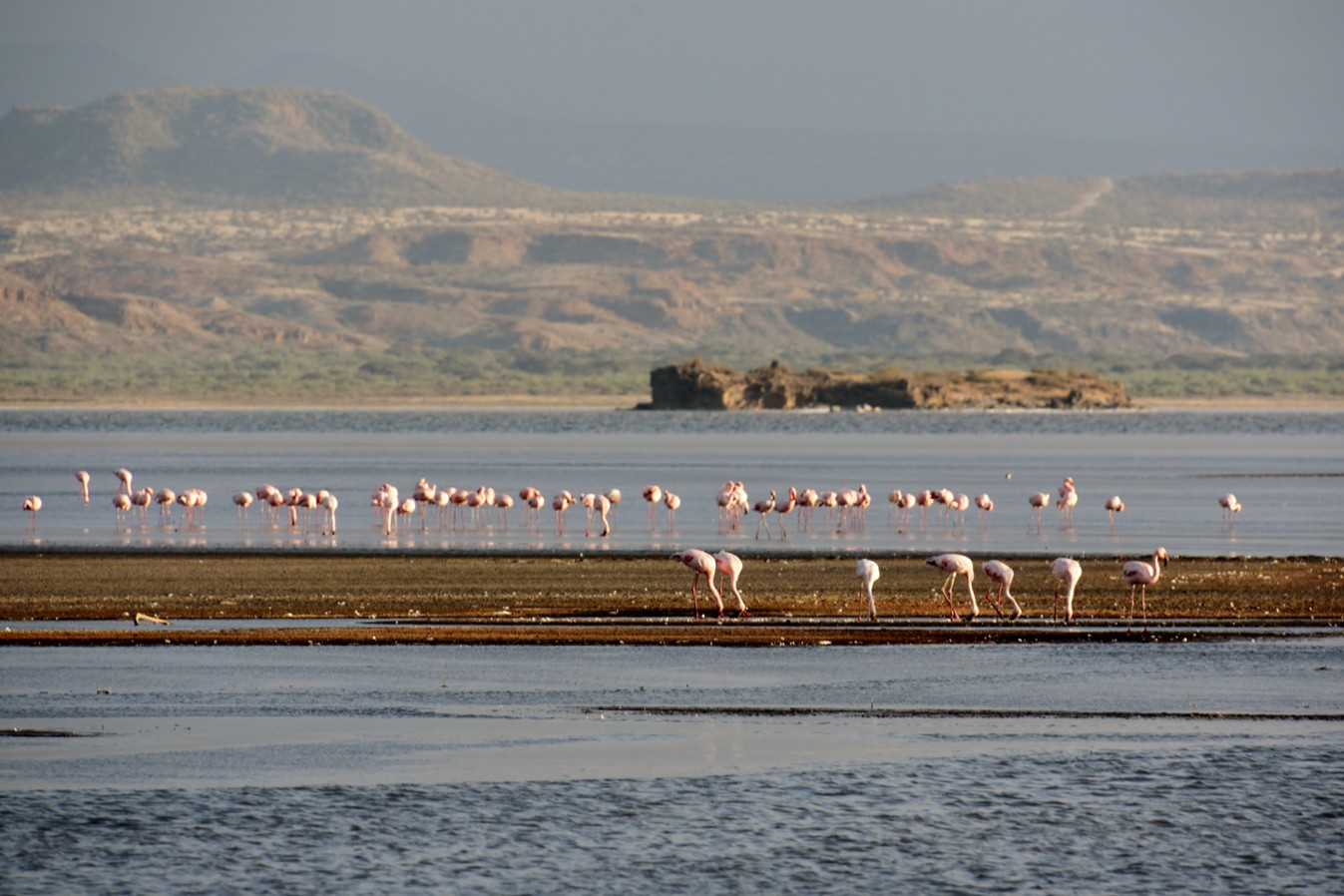 Flamingos in Lake Natron