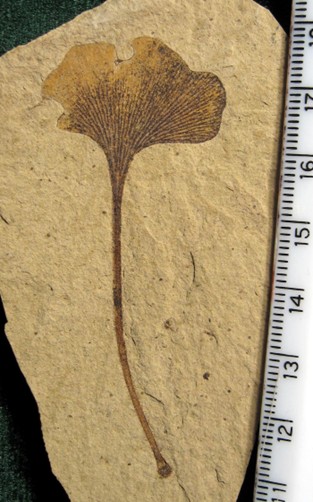 Fossilized Gingko Leaf