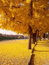 Gingko Tree in Autumn