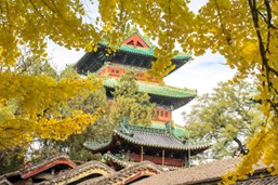 Gingko and Bell Tower