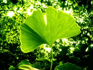 Gingko Leaf