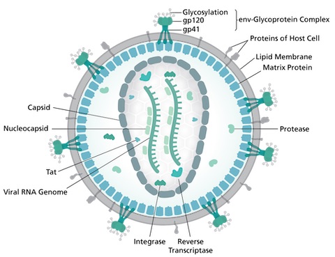 HI virion structure