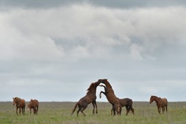 Wild Horses Roam Free
