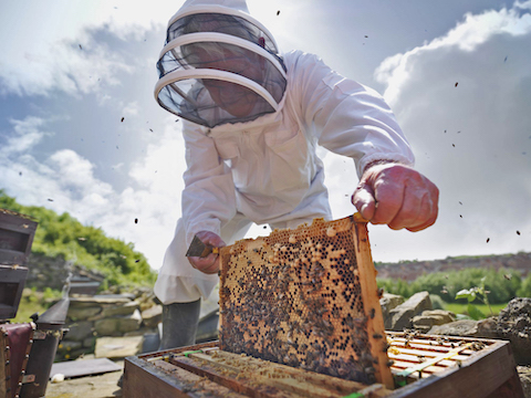 Inspecting honey bee hive