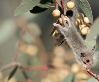 Threat to Bogong Moths