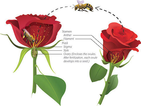 Parts of the flower bees collect and deposit pollen