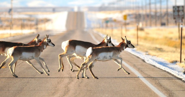 Pronghorns