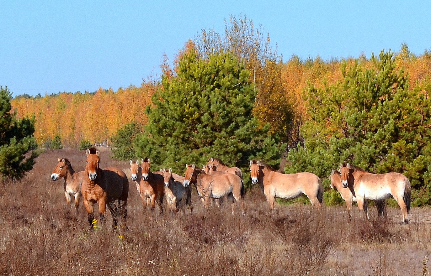 Przewalski horses
