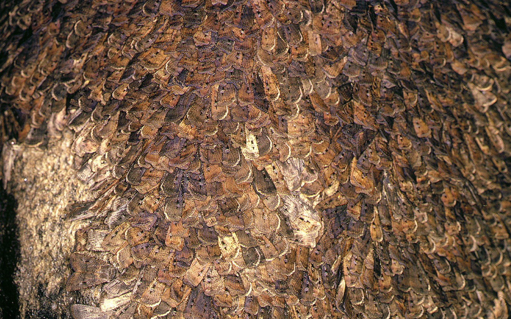 Moths stack like shingles