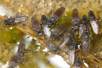 Swarms of Flies