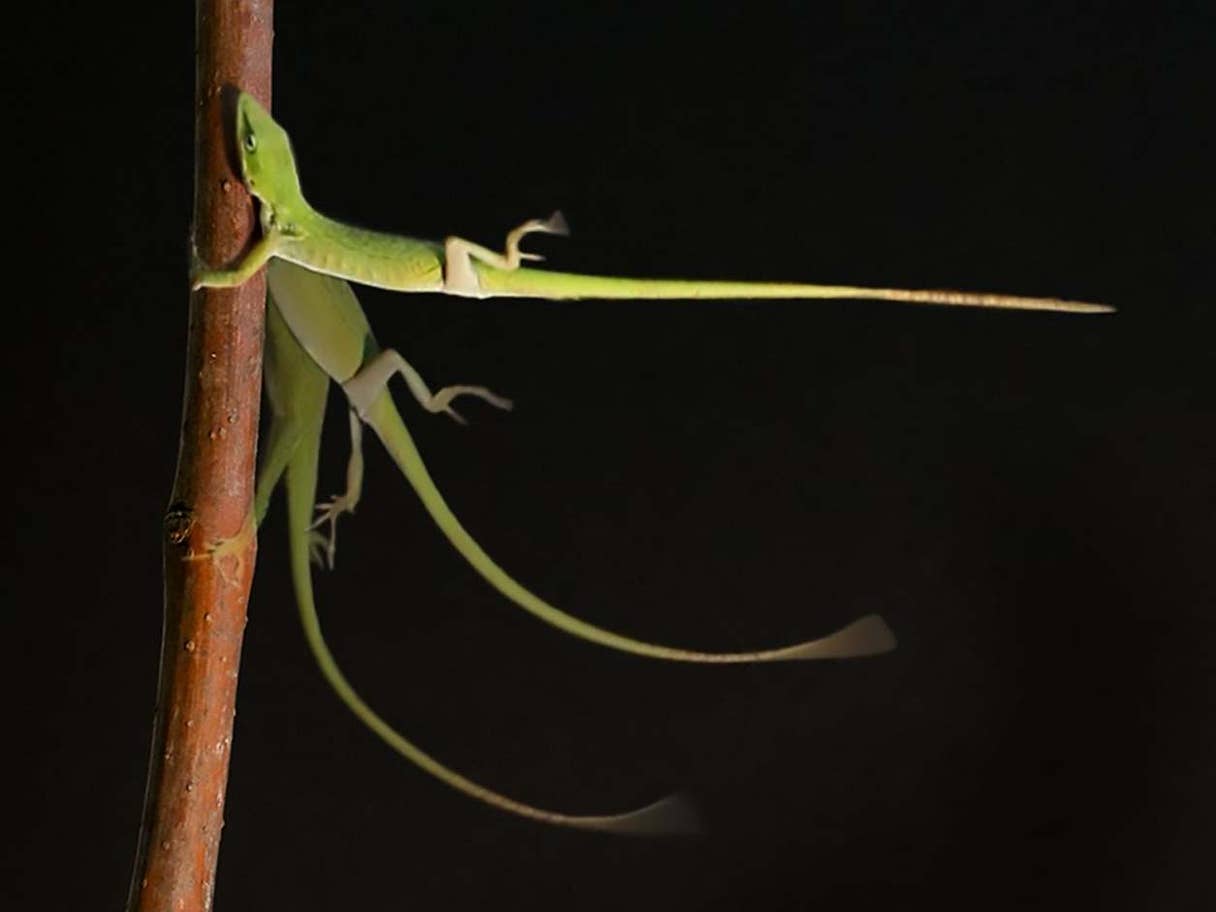 progressive orientation of an island anole