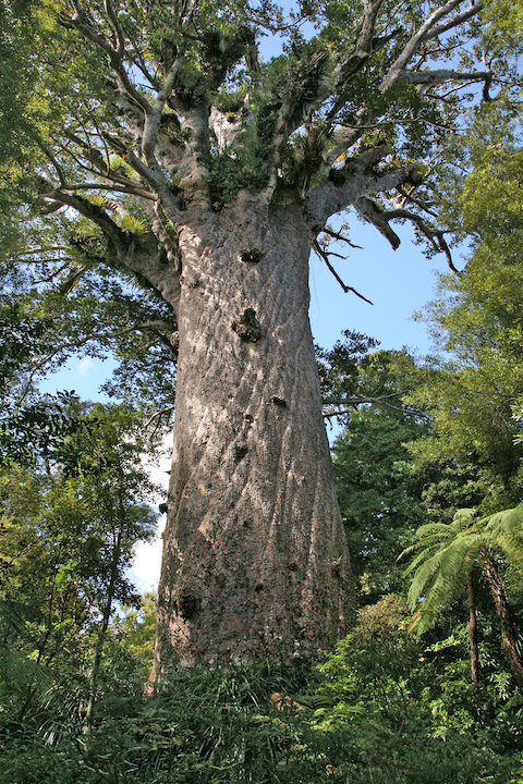 Tane Mahuta