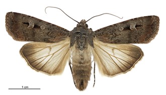 Moth with Two Maps