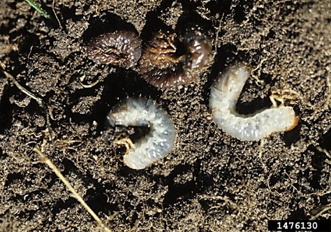 White Grub