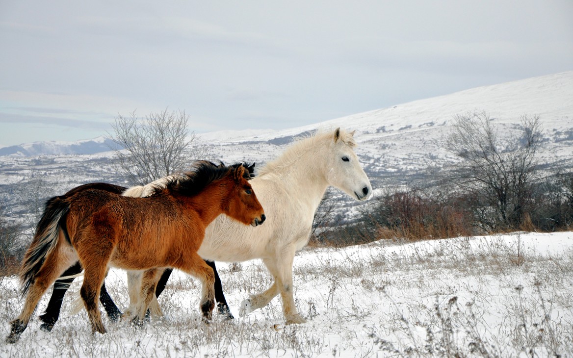 Wild Horses