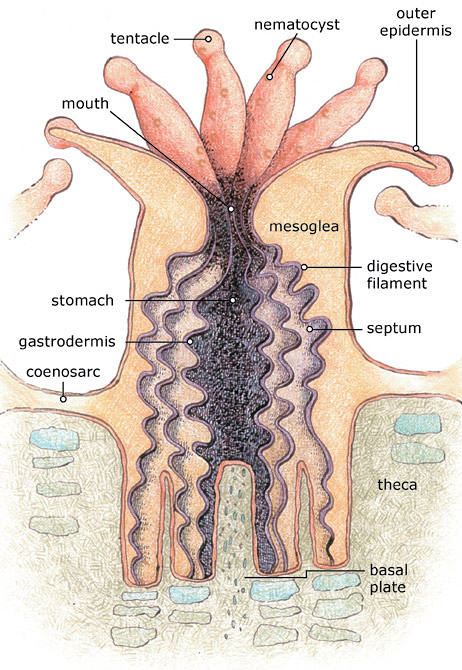 anatomy of a coral polyp