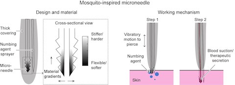anatomy of a mosquito-inspired microneedle
